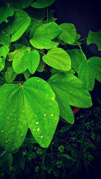 Green Leaves, water drop, green, plant, earth, nature, leaf HD phone wallpaper