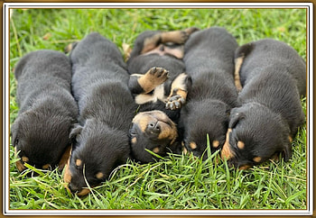 CUTE PUPPIES, NATURE, PUPPIES, CUTE HD wallpaper
