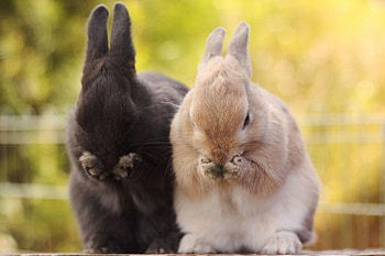Rabbit , Rabbit beauty, Background delight HD wallpaper