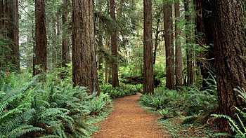 California forest, Towering sequoias, Majestic landscapes, Serenity HD wallpaper