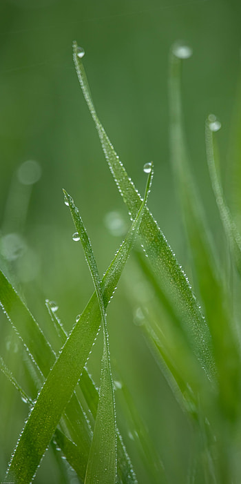 Grass, Drops, Macro, Dew HD phone wallpaper