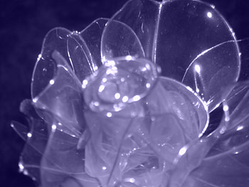 Plastic Rose, blue, rose, random, close up HD wallpaper