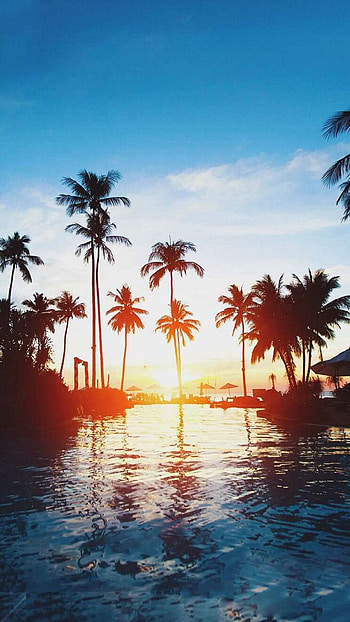 Palm tree perfection, Lush green palms, Beachside serenity, Tropical allure HD phone wallpaper