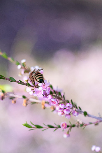 Animals, Flowers, Macro, Branch, Bee HD phone wallpaper