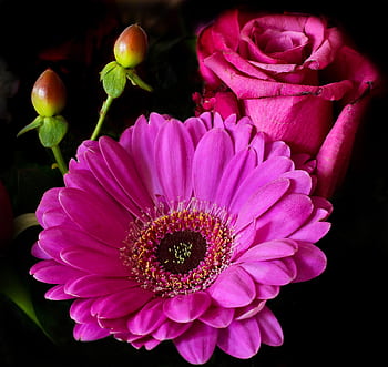A stunning close-up of a pink gerbera, red rose, and buds creating a vibrant floral arrangement. HD wallpaper