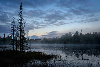 Nature, Trees, Swamp, Forest, Fog HD wallpaper