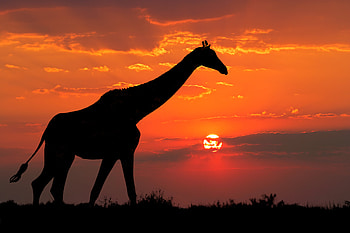Giraffe Silhouette , giraffe, animals, silhouette HD wallpaper