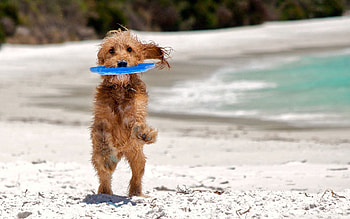Animals, Sand, Playful, Puppy, Run Away, Run HD wallpaper