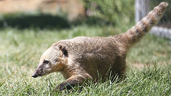 South American Coati, Elmwood Park Zoo HD wallpaper