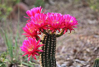 Flowers, Plant, Bloom, Flowering, Cactus HD wallpaper