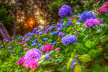 SPRING SUNBURST, sunshine, flowers, spring, sunset HD wallpaper
