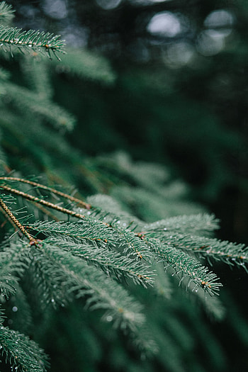 Macro, Wet, Branch, Needles, Christmas Tree HD phone wallpaper