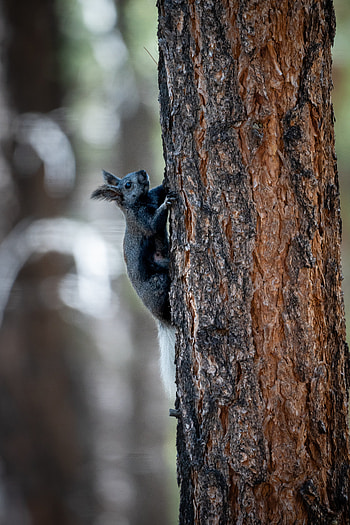 Animals, Squirrel, Fluffy, Rodent, Kaibab Squirrel, Kaibab Protein HD phone wallpaper