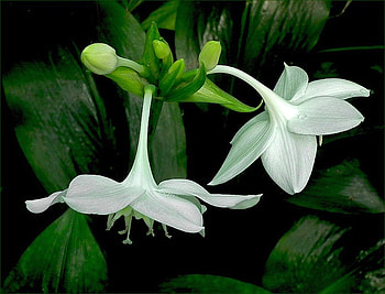 White Flowers, cool, white, flowers HD wallpaper