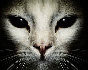 Spooky Face, animal, face, cat, dark HD wallpaper