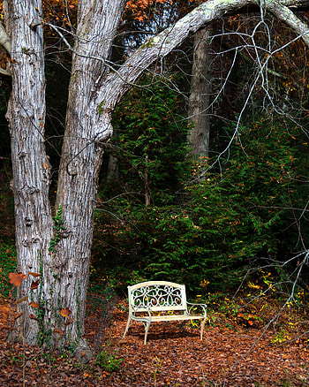 Nature, Autumn, Wood, Tree, Foliage, Bench HD phone wallpaper