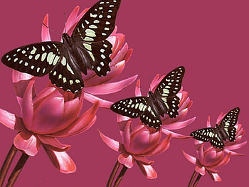 BUTTERFLY PINK, FLOWERS, ANIMALS, BUTTERFLIES, PINK HD wallpaper
