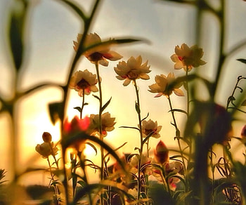 Flowers at Sunset, Flowers, Nature, Sunset, pretty HD wallpaper