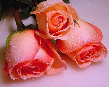 Trio for Cinzia, pink, roses, peach, flowers, three HD wallpaper