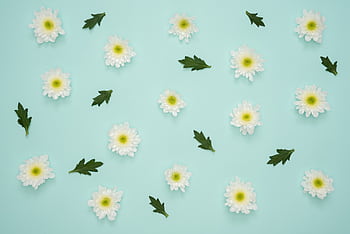 White chrysanthemums scattered on a baby blue background with green leaves. HD wallpaper