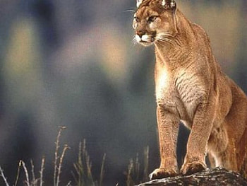sleek puma, wild and , puma cat HD wallpaper