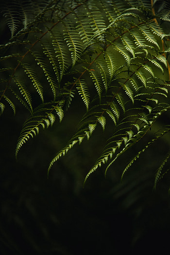 Fern branches, bushes, green, leaves HD phone wallpaper