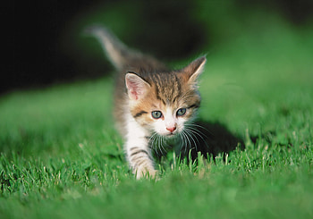 Animals, Grass, Kitty, Kitten, Paws HD wallpaper