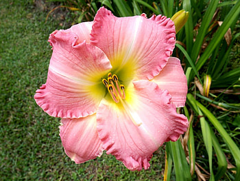 Pink Daylily, Summer, Love, Wow, Pretty HD wallpaper
