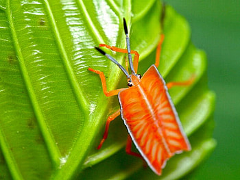 Rectangle_Bug, cool, bug, , rectangle HD wallpaper