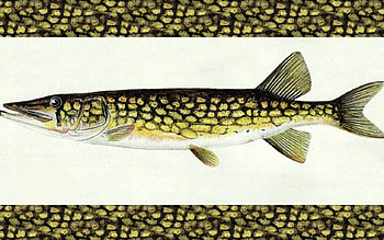 Young Pickerel 2, animal, artwork, pickerel, wide screen, wildlife, painting, art, fish HD wallpaper