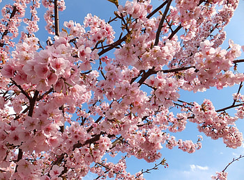 Flowers, Sky, Beauty, Branches, Bloom, Flowering, Spring, Mood HD wallpaper
