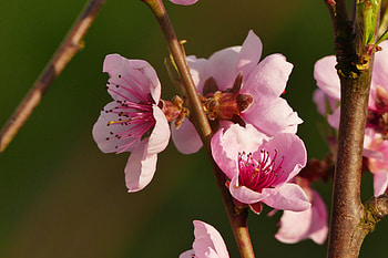 Flowers, Bloom, Flowering, Branch, Spring HD wallpaper