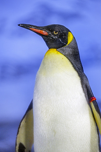 Animals, Feather, Bird, Beak, Penguin HD phone wallpaper