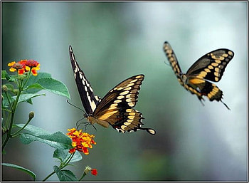 Beautiful Butterflies, butterflies, cool, beautiful HD wallpaper