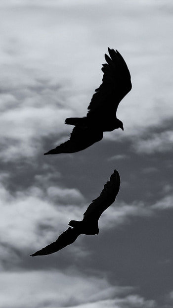 Eagles In The Sky, sky, eagles, fly HD phone wallpaper
