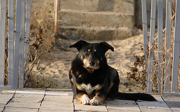 Animals, To Lie Down, Lie, Dog, Sight, Opinion, Courtyard, Yard HD wallpaper