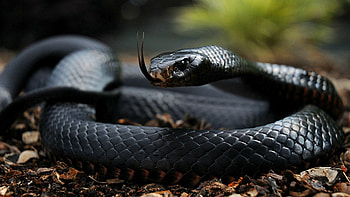 Animals, Snake, Scales, Scale, Language, Tongue, Poisonous HD wallpaper