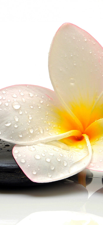 Flower spa , Tranquil beauty, Zen ambiance, Nature's healing touch HD phone wallpaper