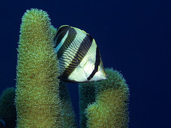 Cute Fish, cool, cute, fish HD wallpaper