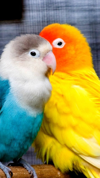 Love Birds, Colorful, Parrots HD phone wallpaper