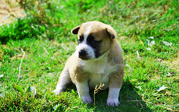 Animals, Grass, Sit, Dog, Shadow, Puppy HD wallpaper
