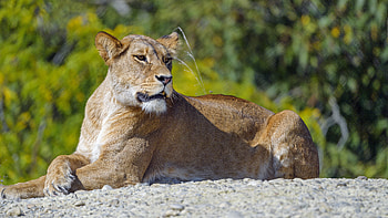 Animals, Predator, Big Cat, Sight, Opinion, Lioness HD wallpaper