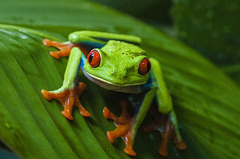 Exquisite amphibious beauty, Vibrant red-eyed frog, Nature's wonders HD wallpaper