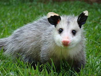 Amanda Eastman, Animal graphy, Happy opossums, Adaptable creatures HD wallpaper