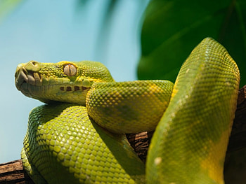 GREEN PYTHON, REPTILE, GREEN, SNAKE, PYTHON HD wallpaper