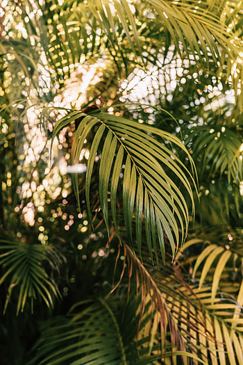 Nature, Plant, Palm, Branches HD phone wallpaper