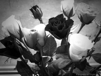 Black and White, rose, white, nature, black HD wallpaper