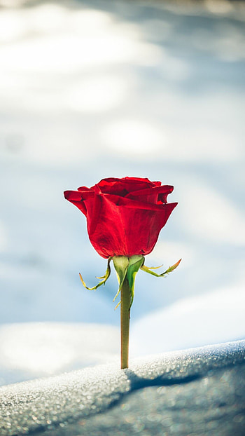Best quality rose, Exquisite bloom, Nature's masterpiece, Vibrant colors HD phone wallpaper