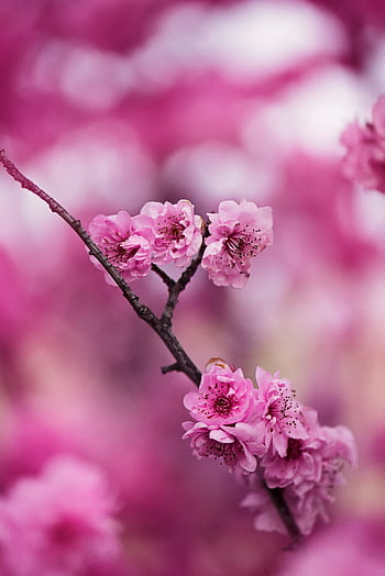 Close-up of vibrant pink cherry blossoms showcasing beauty and elegance in full bloom. HD phone wallpaper