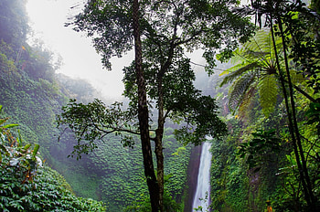 Tropical Rainforest, tropical, trees, waterfall, nature, jungle, forest HD wallpaper